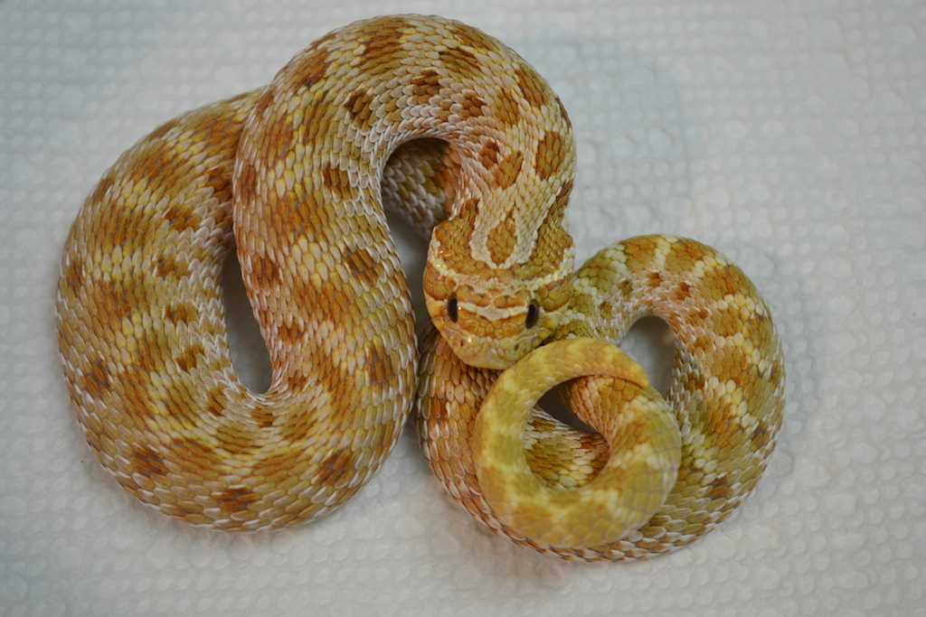 Male Toffee Belly Western Hognose