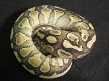 ButterBelly