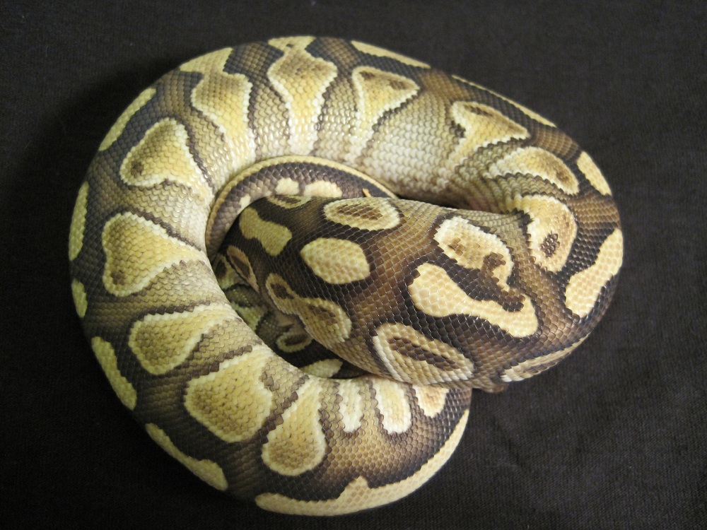 ButterBelly