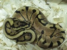 EnchiSpotnose