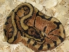 EnchiSpotnose(Flash)