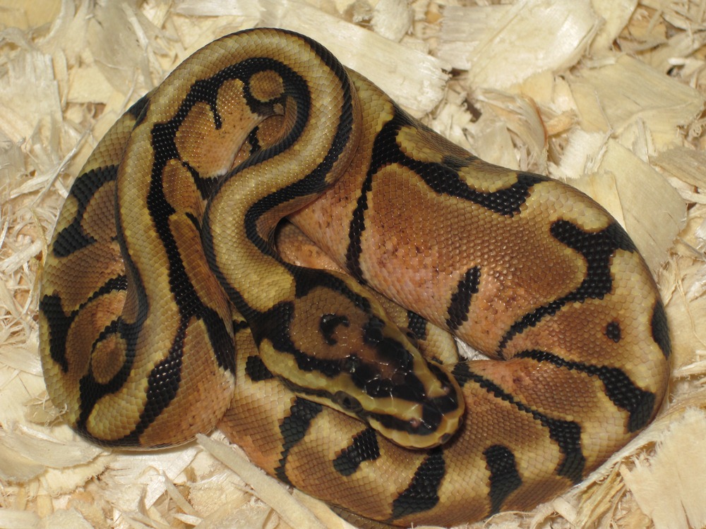 EnchiSpotnose(Flash)