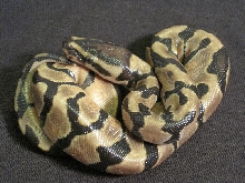 Enchi