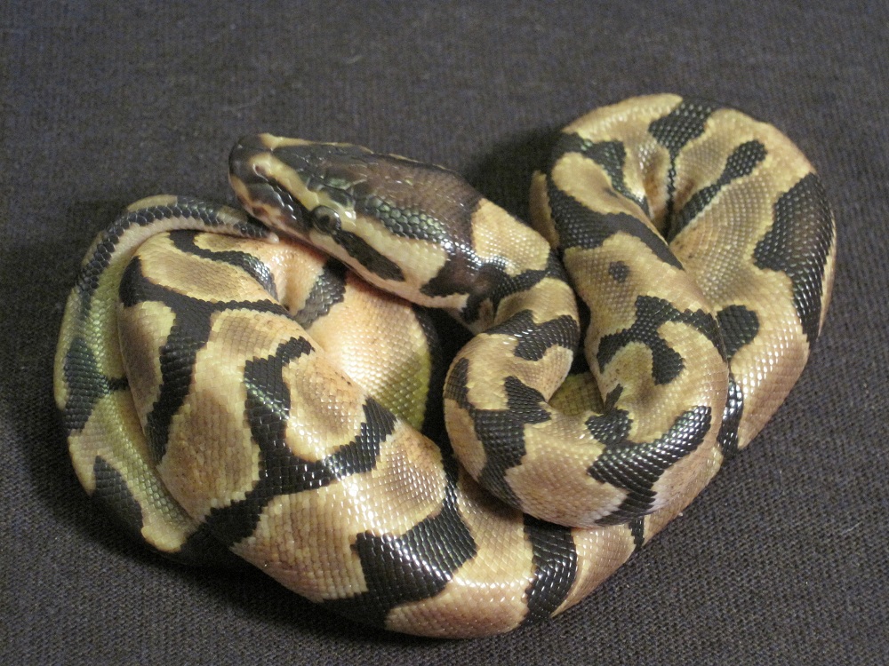 Enchi