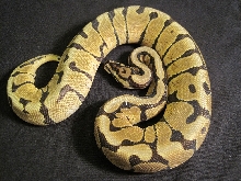 EnchiSpotnose