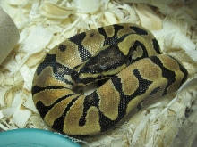 MEnchi