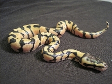 Pastel Enchi