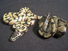 Pastel Enchi vs WT