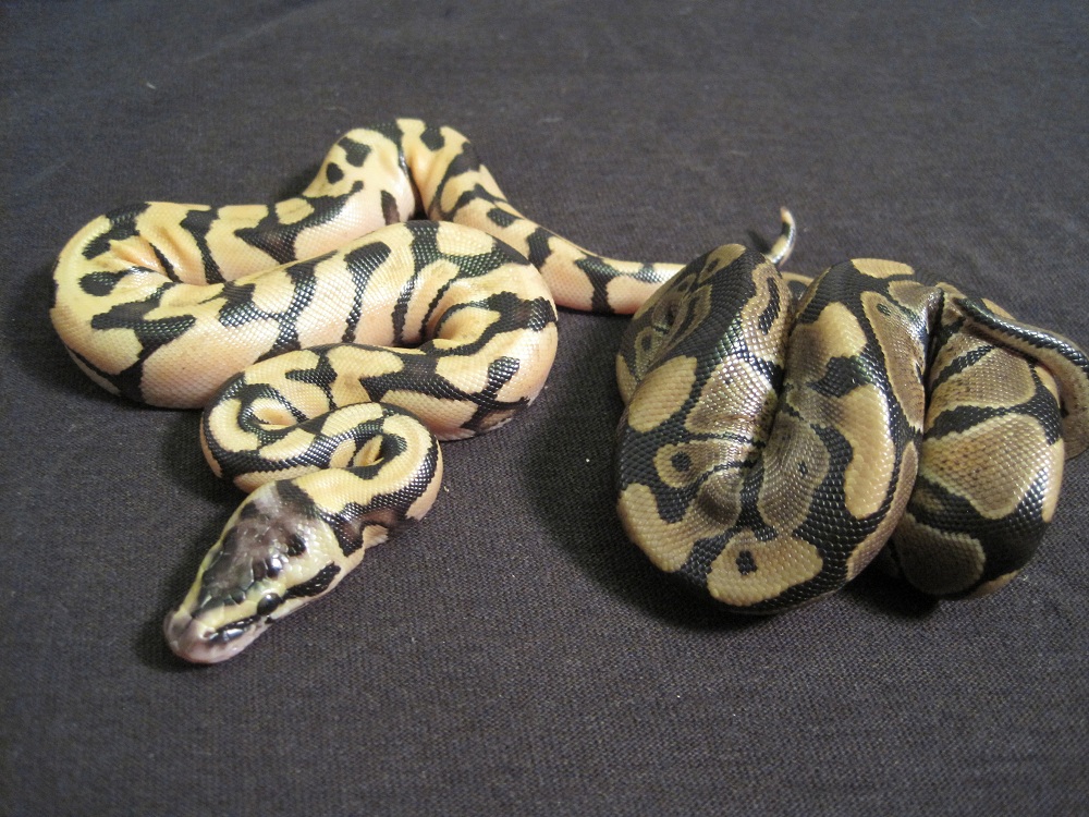 Pastel Enchi vs WT