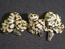 Pastel Enchis