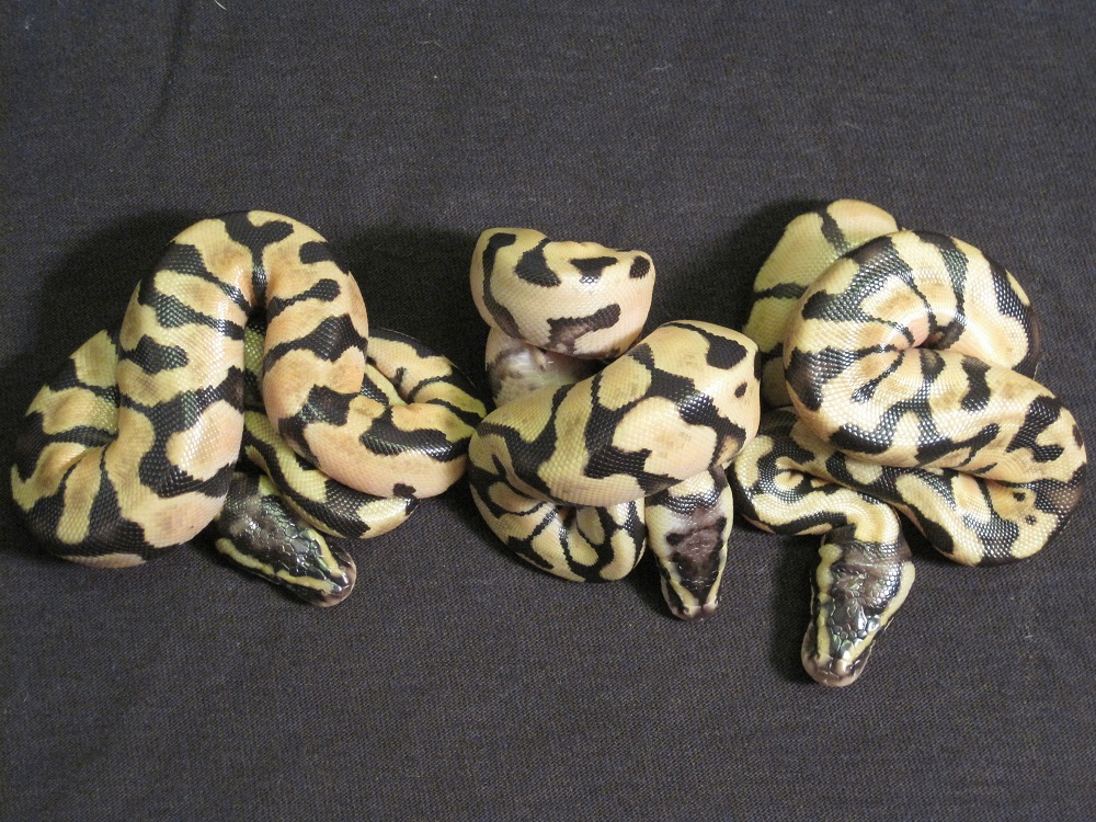 Pastel Enchis