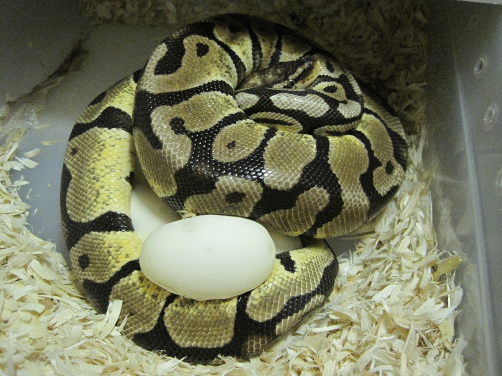 Pastel on Eggs