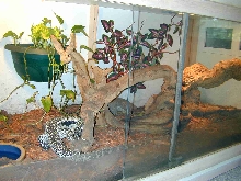 Smaug's Tank
