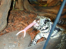 Smaug's Tongue