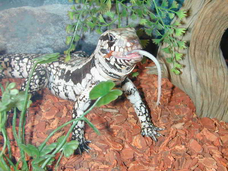 Smaug Eats Lunch