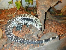 Smaug