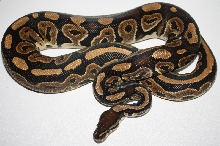 2011 black pastel het pied male