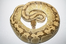 2011 king pin female