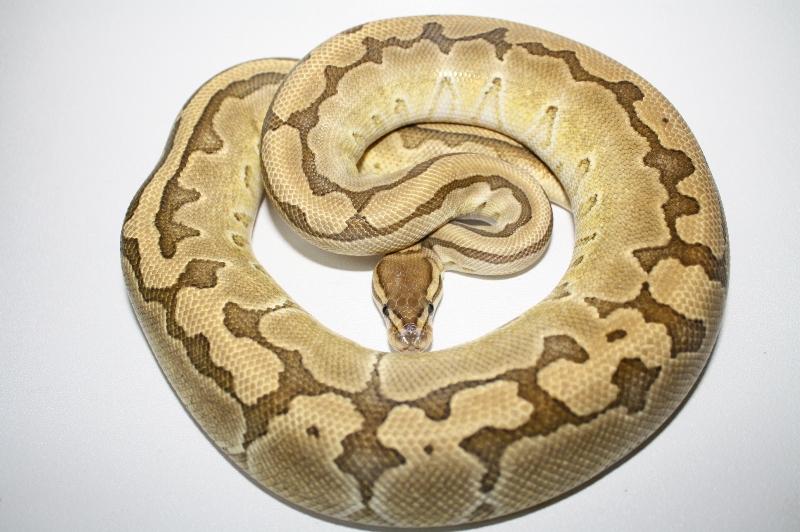2011 king pin female