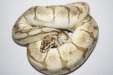 2011 lesser bee het clown male
