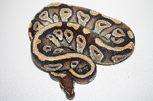 2011 mojave het pied male
