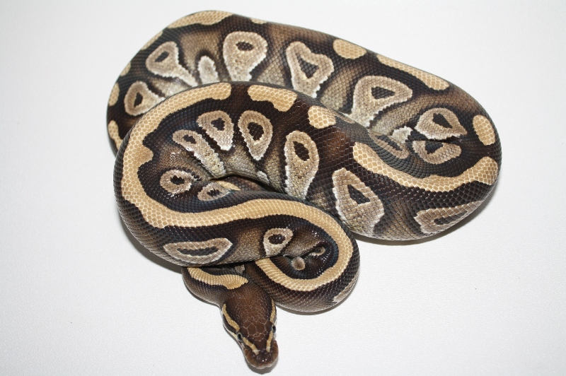 2011 mojave het pied male