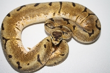 2011 stinger bee het clown male