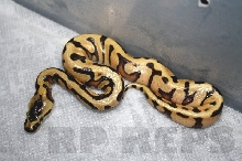 super enchi