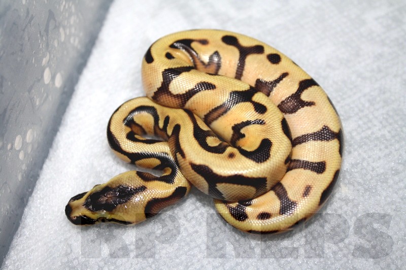 super enchi