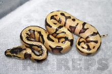 super enchi