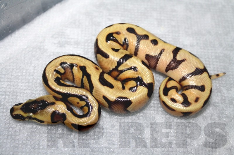 super enchi