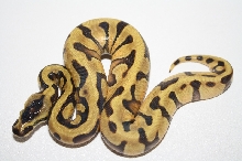 super enchi 5