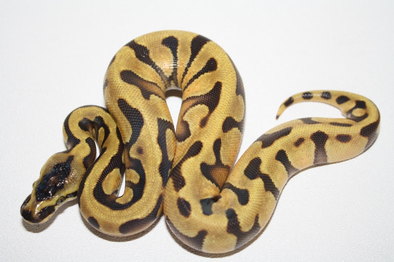 super enchi 5