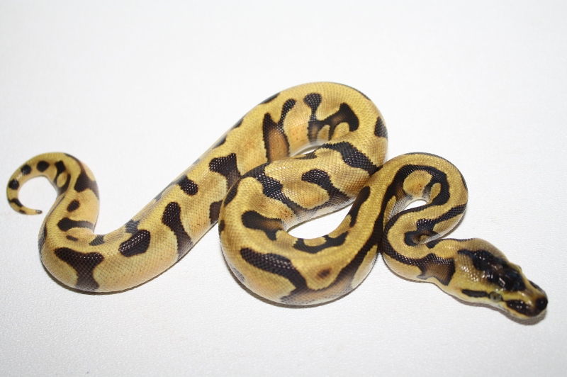 super enchi 4