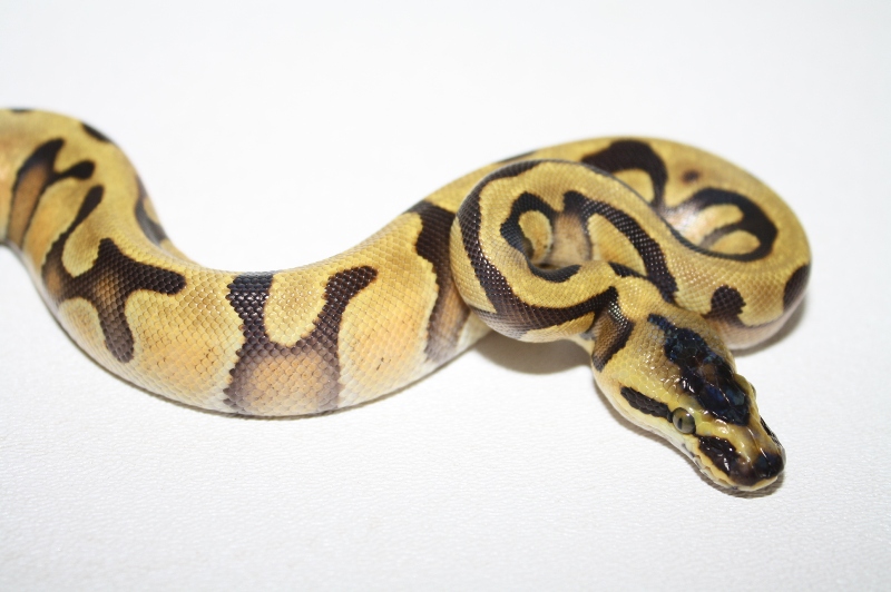 super enchi 3