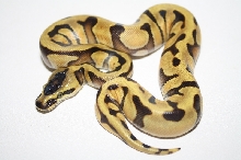 super enchi 2