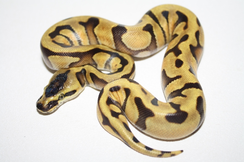 super enchi 2