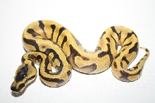 super enchi 1