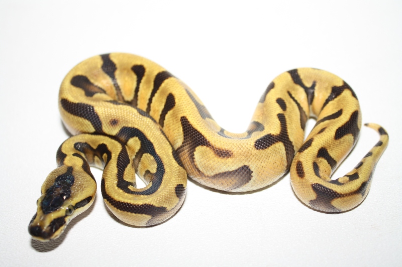 super enchi 1