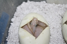hypo spinner blast