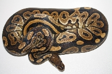 adult black pastel female