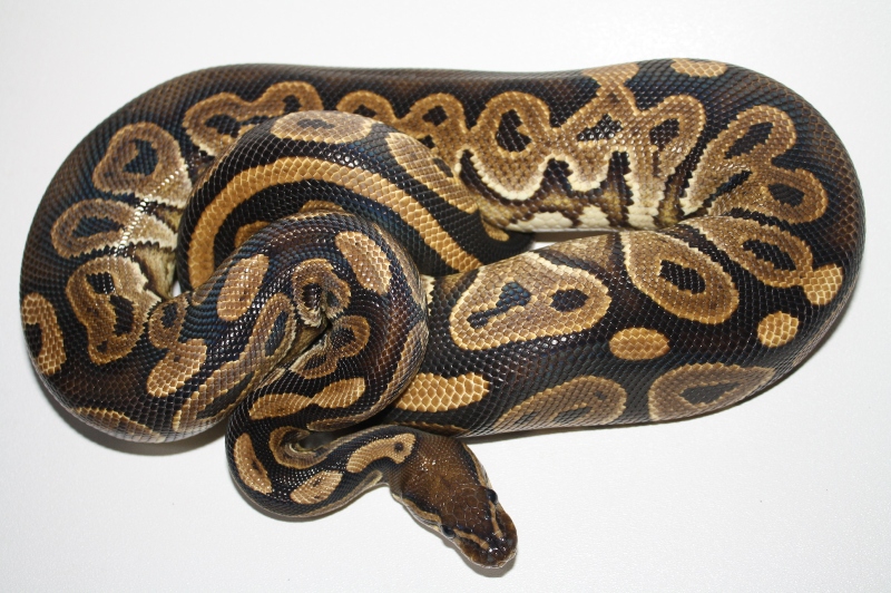 adult black pastel female