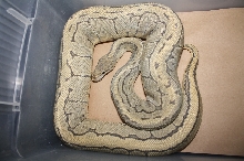 adult hypo pinstripe male