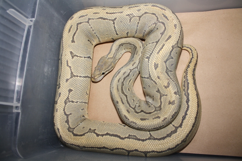 adult hypo pinstripe male