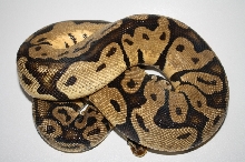 adult pastel het ghost female