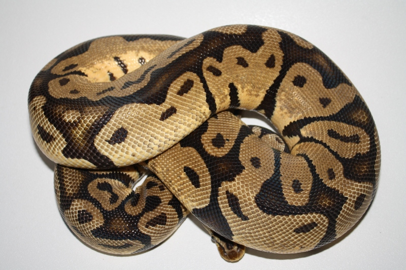 adult pastel het ghost female