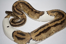 adult pied female 2