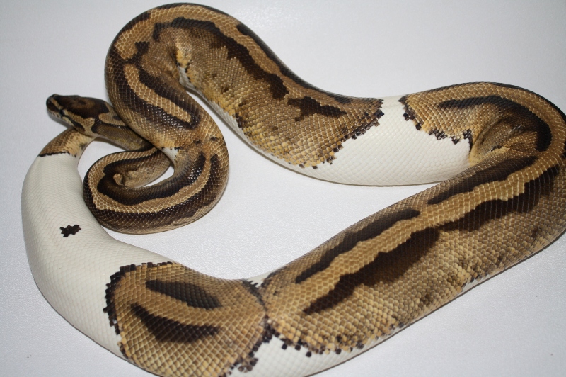 adult pied female 2