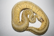adult super blast male