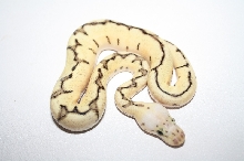 bumble bee clown male